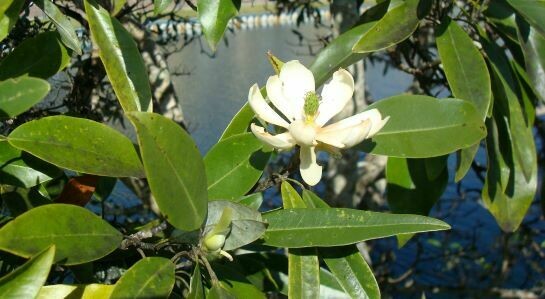 Sweetbay Magnolia