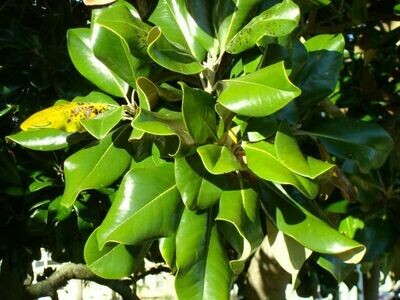 'Southern Seedling' Southern Magnolia