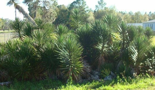 Spanish Bayonet