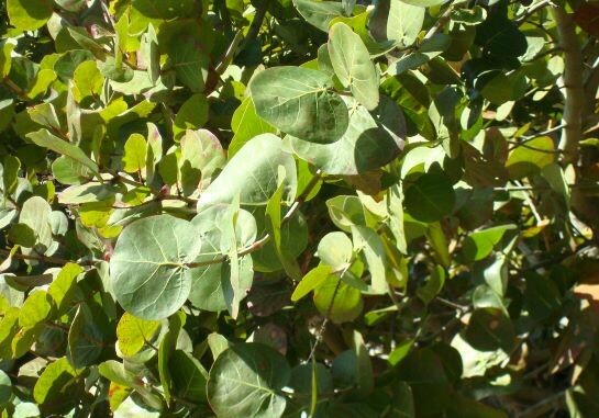 Sea Grape For Sale Largo And St Petersburg Sea Grape For Sale Largo And St Petersburg