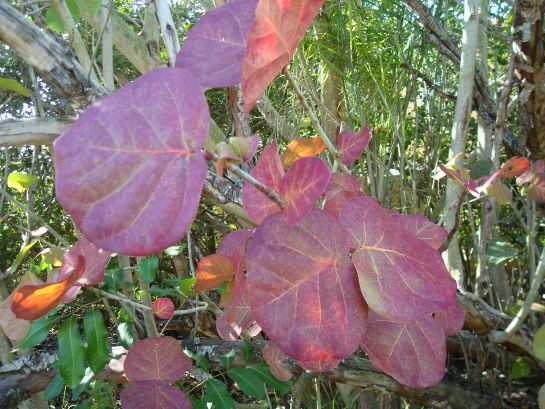 Sea Grape For Sale Largo And St Petersburg