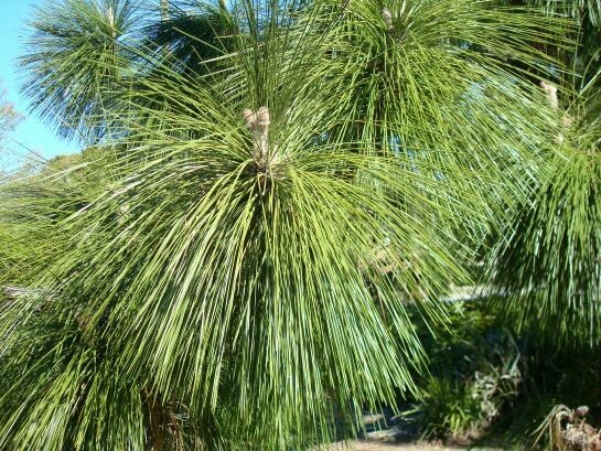 Longleaf Pine