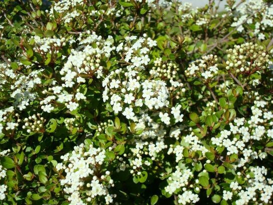 Walter's Viburnum