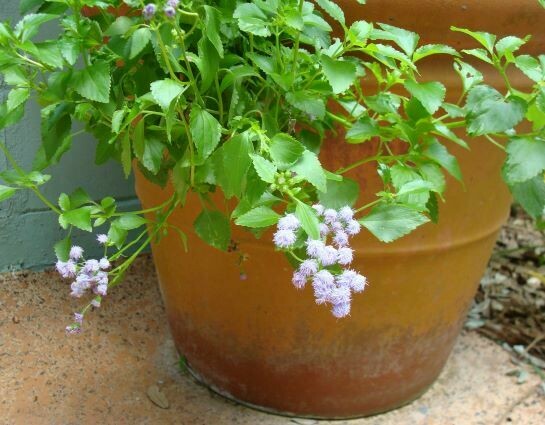 Beach Mistflower