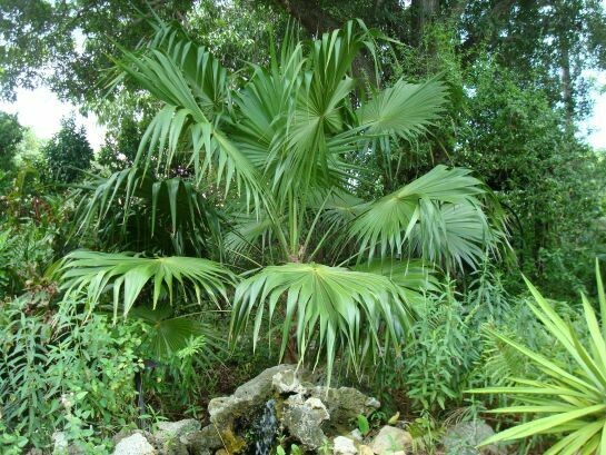 Florida Thatch Palm