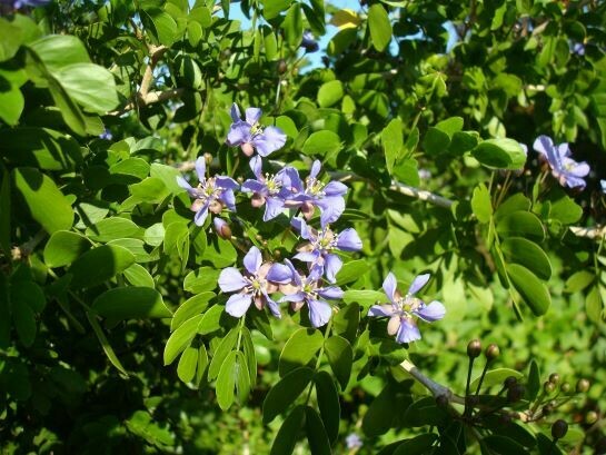 Lignum Vitae