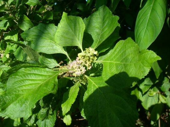 Beautyberry