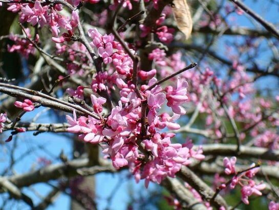 Eastern Redbud