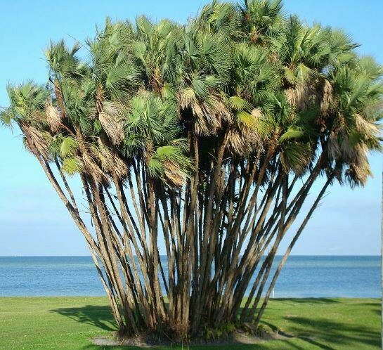Paurotis Palm
