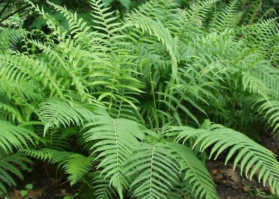 Southern Shield Fern