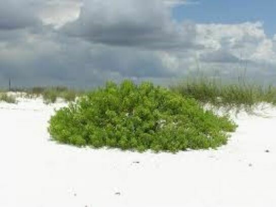 Beach Elder