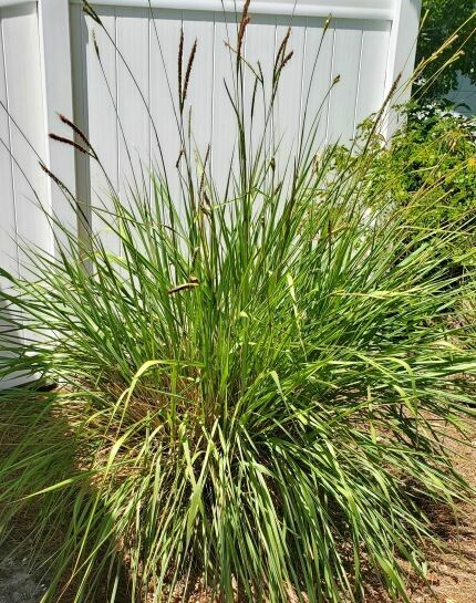 Fakahatchee Grass