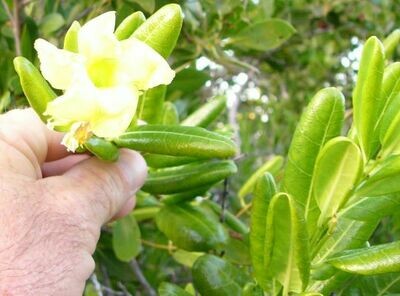 Coastal Allamanda