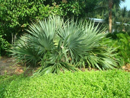 Dwarf Palmetto