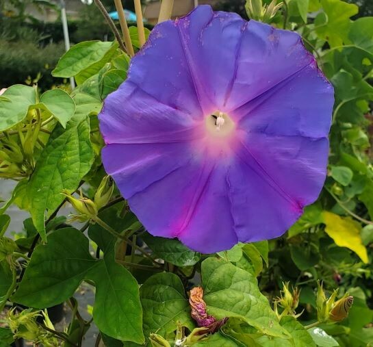 Ocean Blue Morning Glory