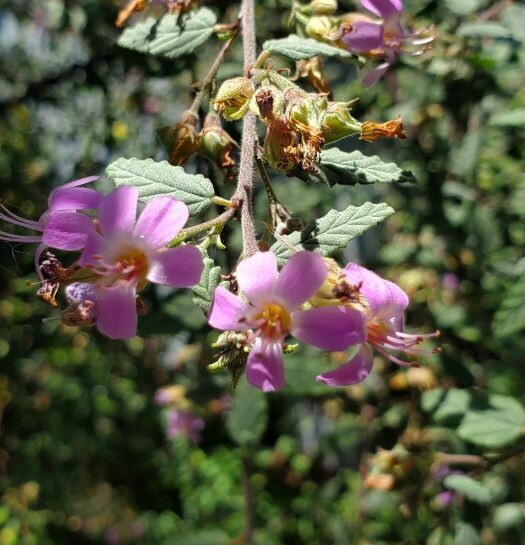 GrayLeaf (Teabush)
