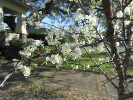 Chickasaw Plum