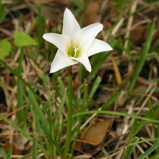 Atamasca Rain Lily (Atamasco)