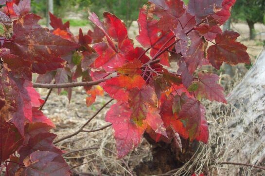 Red Maple