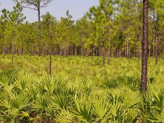 Green Saw Palmetto