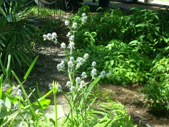 Blueflower Eryngo (Blue Eryngium)