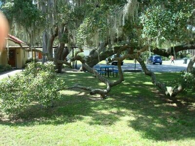 Sand Live Oak