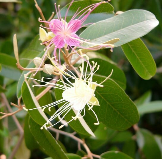 Jamaican Caper