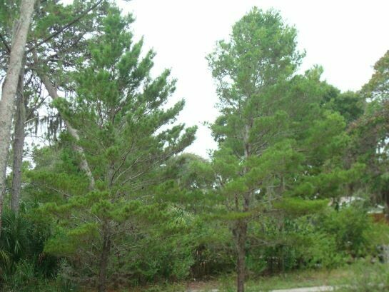Sand Pine