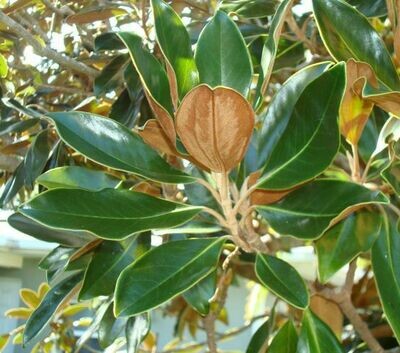 'Little Gem' Southern Magnolia