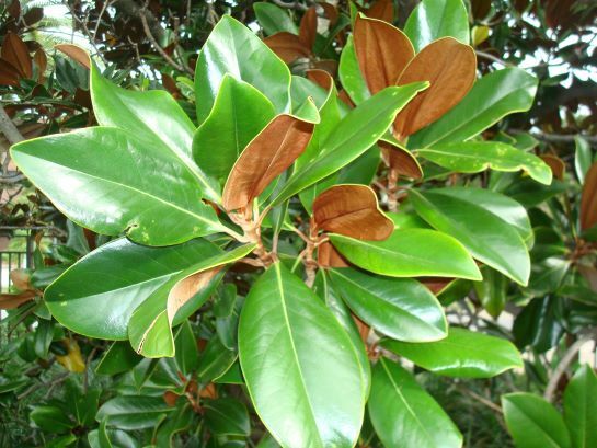 &#39;DD Blanchard&#39; Southern Magnolia