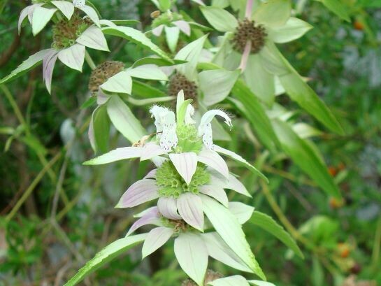 Dotted Horsemint For Sale Largo And St Petersburg