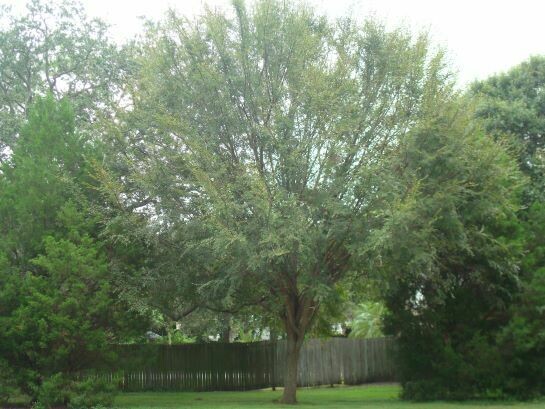 Winged Elm