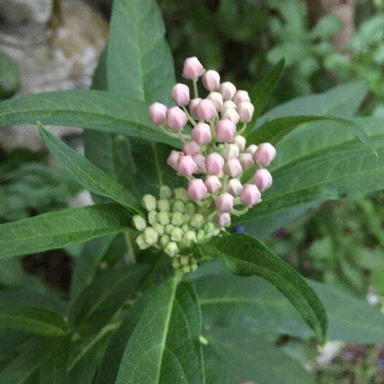 Pink Swamp Milkweed