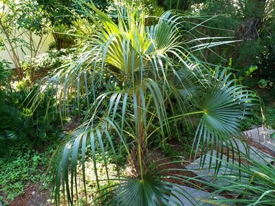Native Palms & Cycads