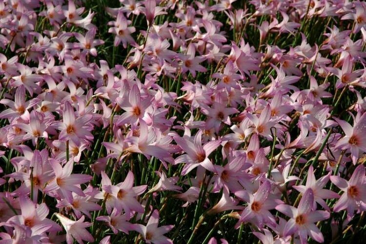 Argentine Rain Lily