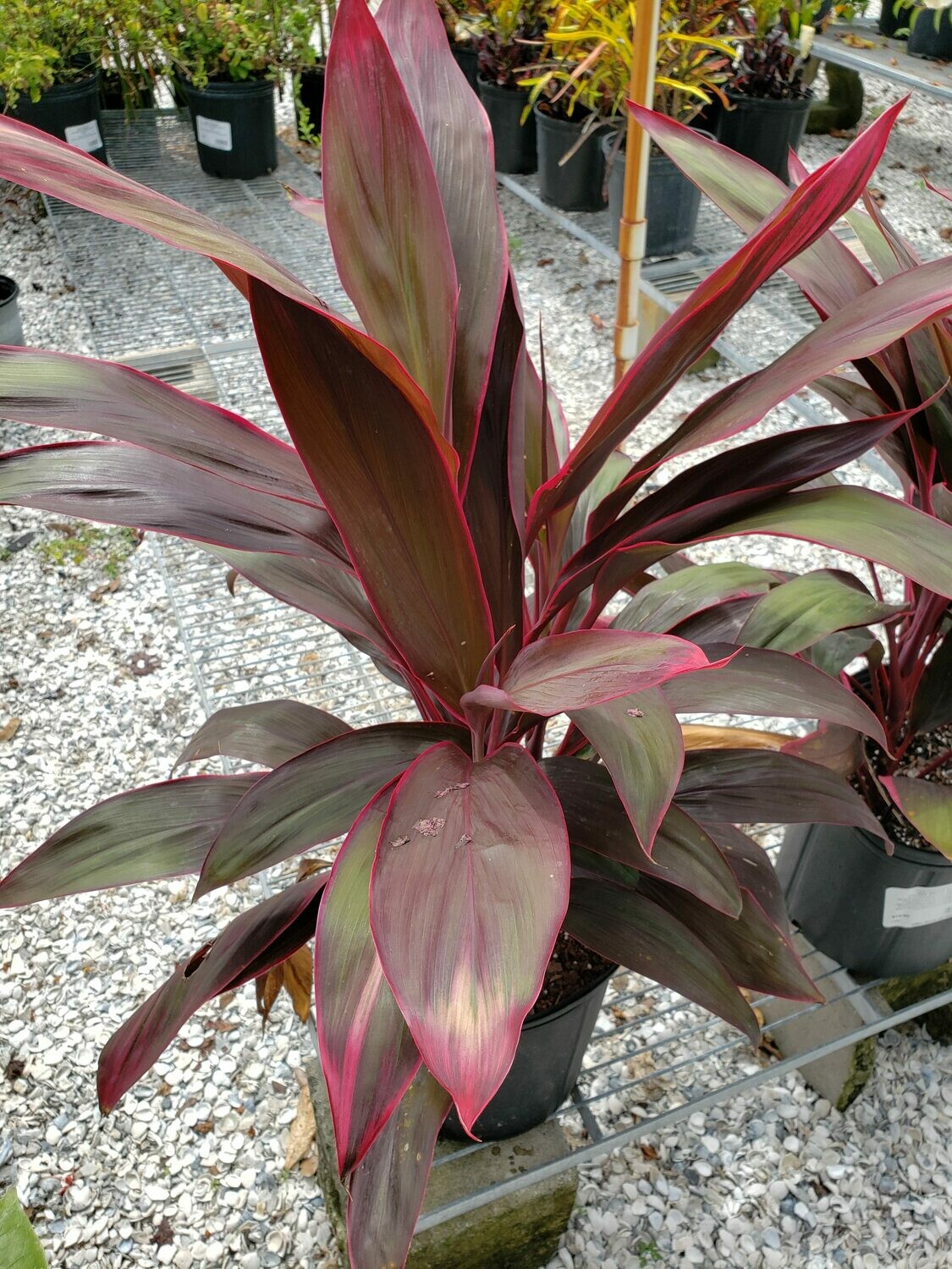 'Red Sisters' Ti Plant