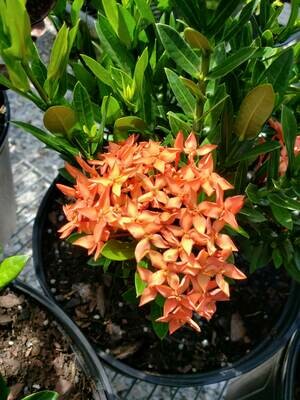 Dwarf Red Ixora