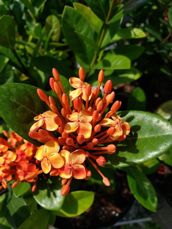 'Red Maui' Ixora