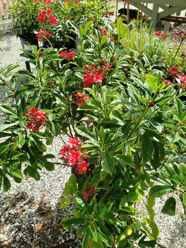 Jatropha
