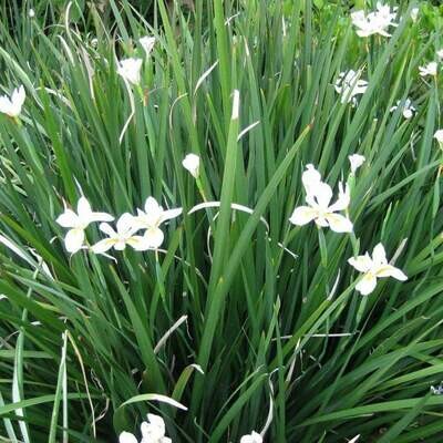 African Iris