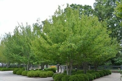 American Hornbeam (Blue Beech)