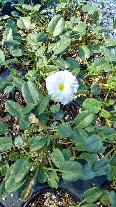 Beach Morning Glory
