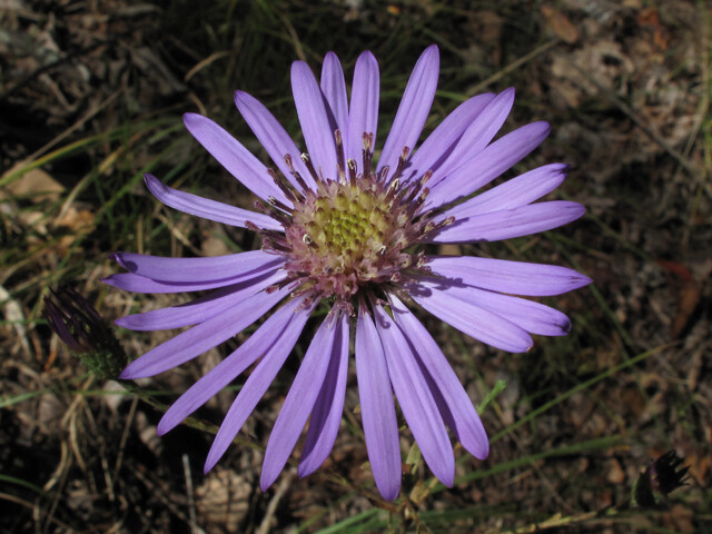 Georgia Aster