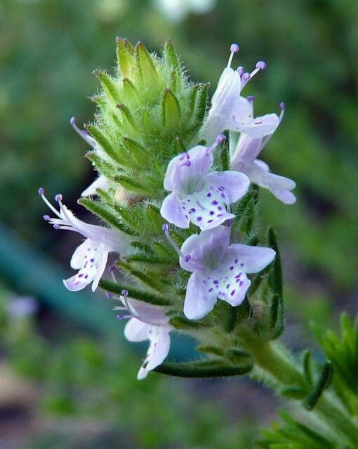 Florida Pennyroyal