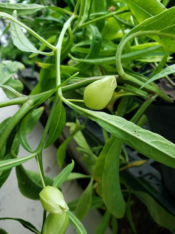Walter's Ground Cherry