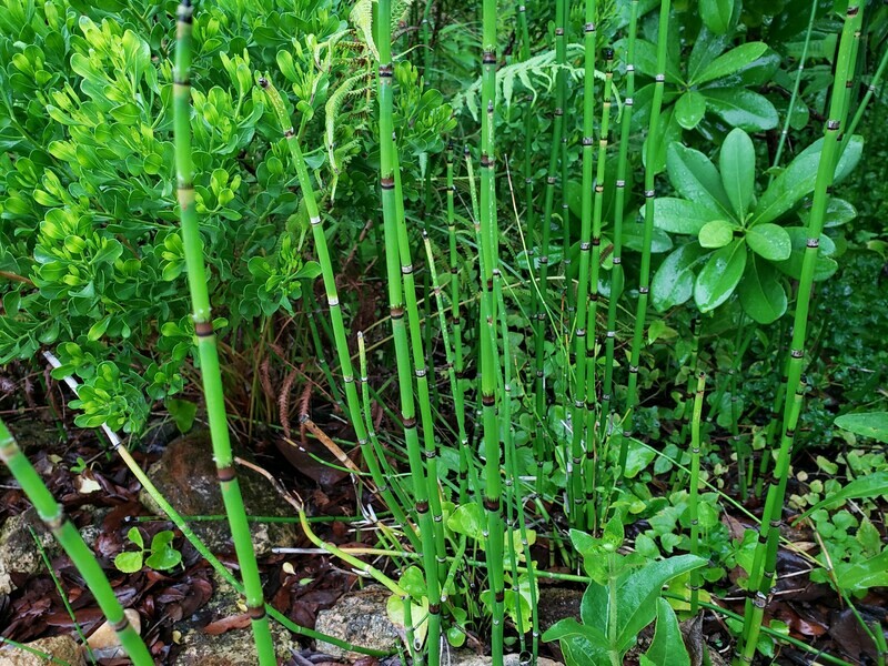 Horsetail Reed