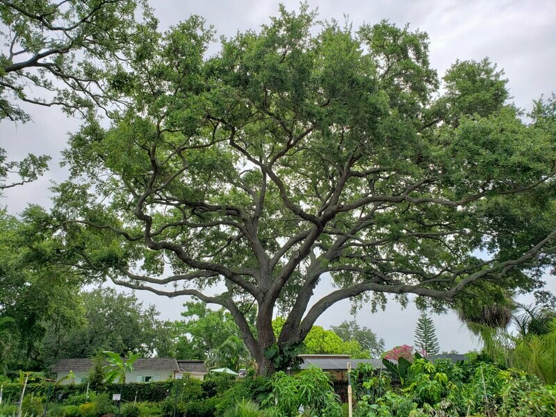 Southern Live Oak