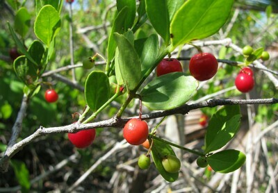 Maidenberry