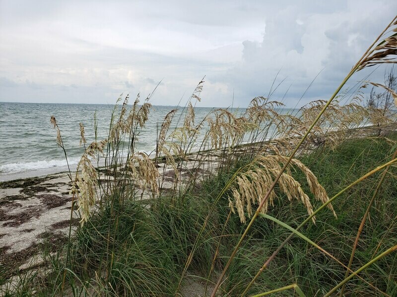 Sea Oats