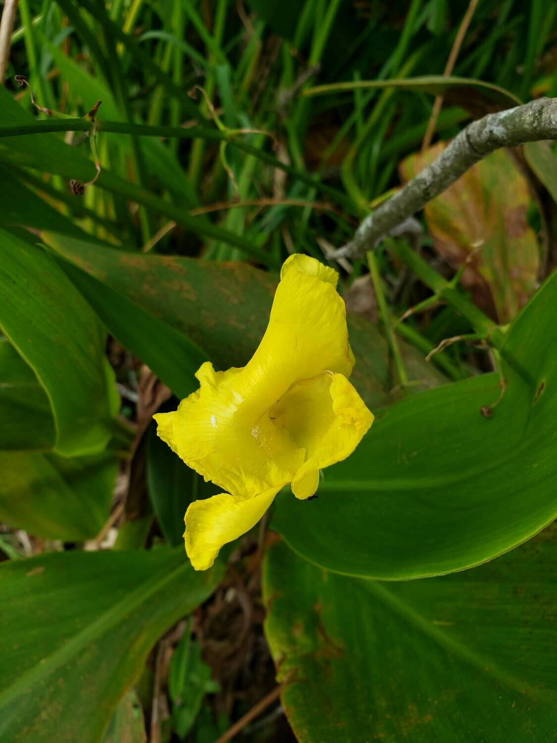 Yellow Canna Lily (Native)